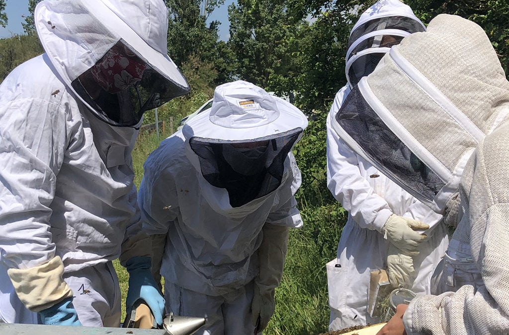 Immersion en apiculture : Devenez apiculteur le temps d’une journée !