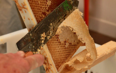Initiation à l’apiculture : Lancez-vous ! Niveau 1