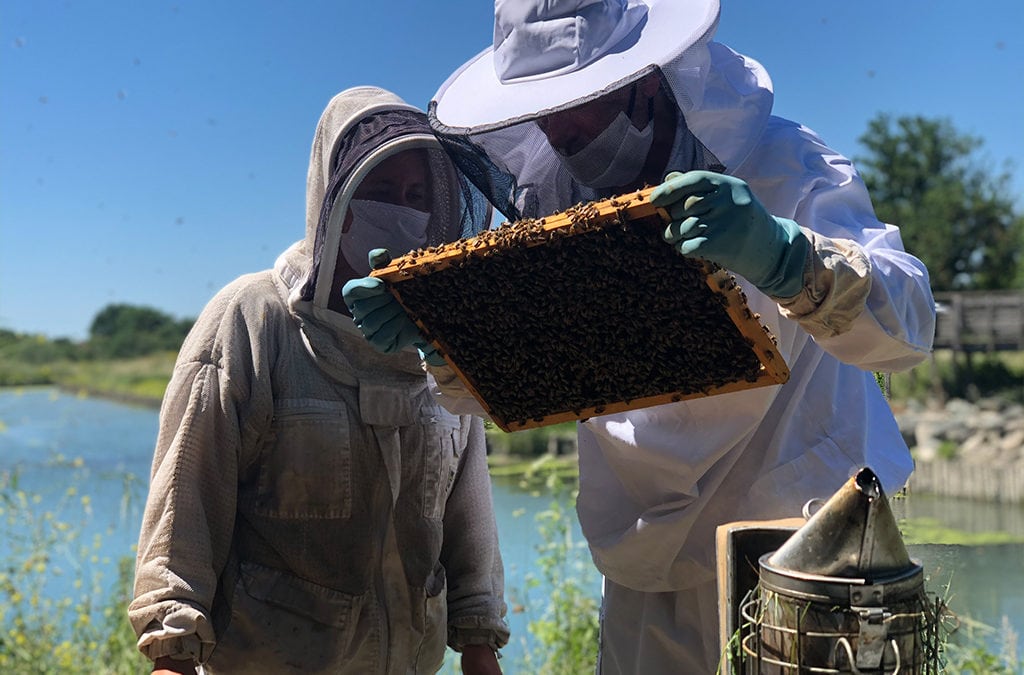 Initiation à l’apiculture : Devenez autonome au rucher ! Niveau 2