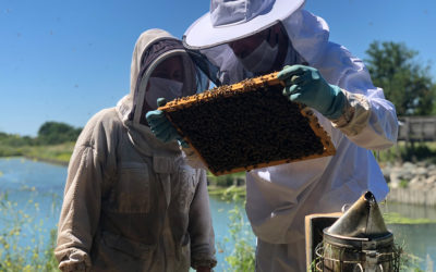 Initiation à l’apiculture : Devenez autonome au rucher ! Niveau 2
