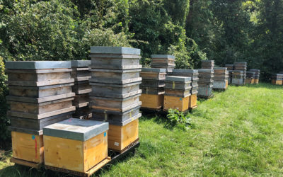 Conduite d’exploitation apicole : Améliorez la rentabilité et l’organisation de votre entreprise apicole