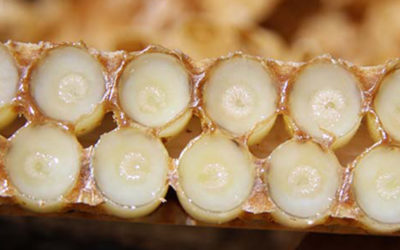 Créer un atelier de production de Gelée Royale