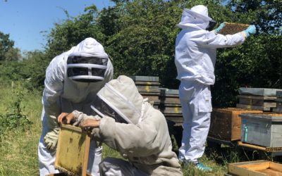 Pratique au rucher : Se lancer en apiculture