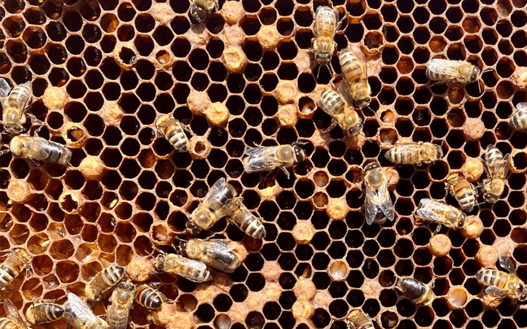 Les maladies de l’abeille et la prévention sanitaire