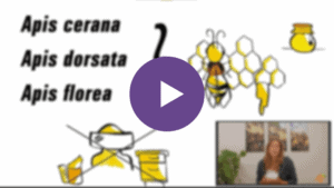 Module 1 Biologie de l'abeille