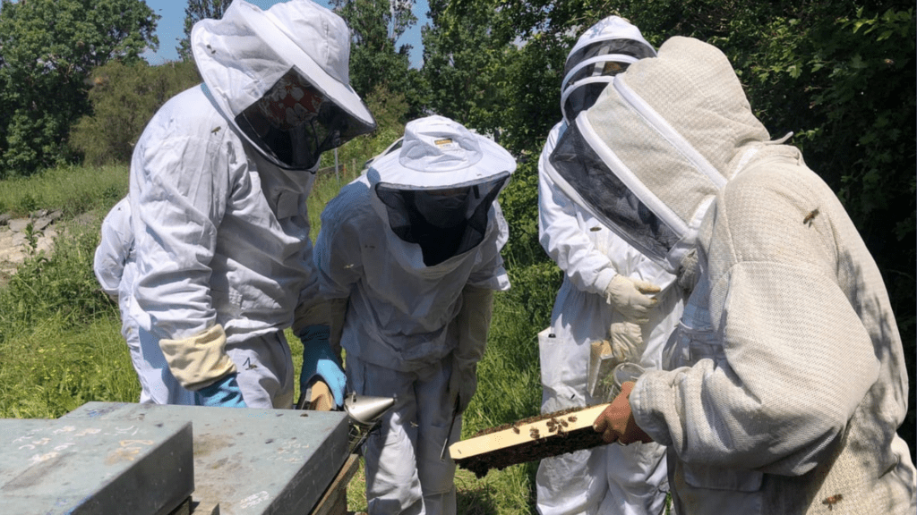 Formation apiculture "Pratique au rucher "