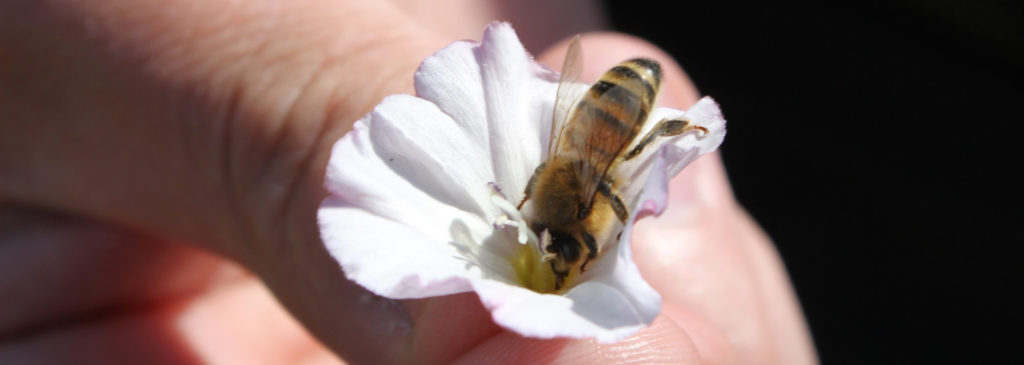 Photo abeille sur fleur