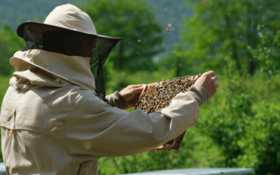 S’installer en apiculture : Stratégie, conduite de ruches et gestion financière