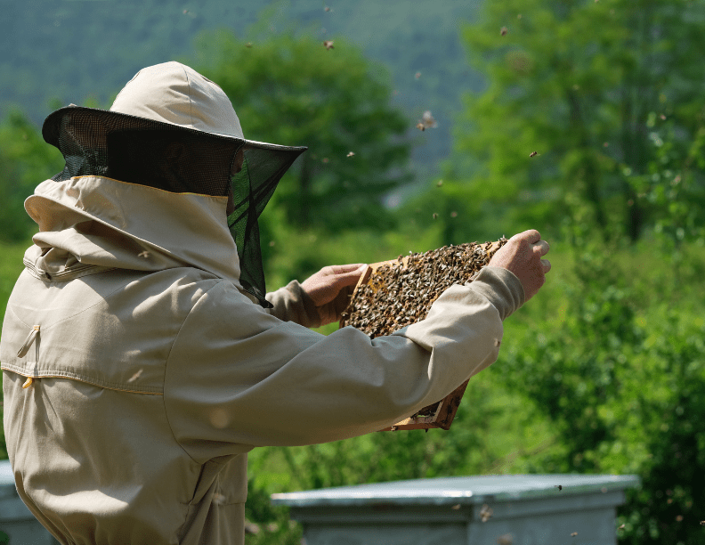 S’installer en apiculture : Stratégie, conduite d’exploitation et gestion financière