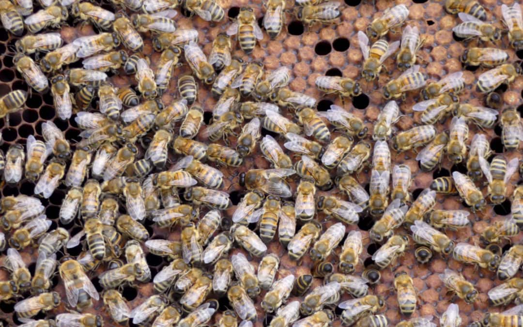 Perfectionnement en Sélection apicole