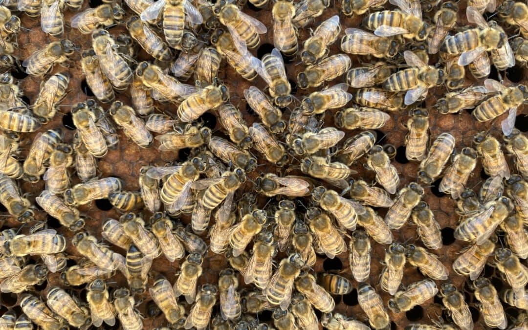 Devenez producteur professionnel de reines d’abeilles