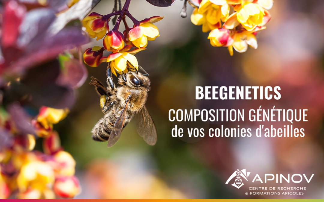 Nouveau service : Analyse de la composition génétique des abeilles – BEEGENETICS