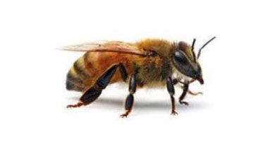 Abeille