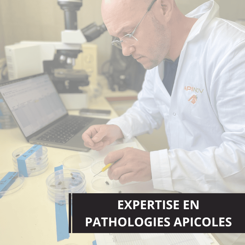 Expertise-pathologies-apicoles-Apinov Expertise-pathologies-apicoles-Apinov