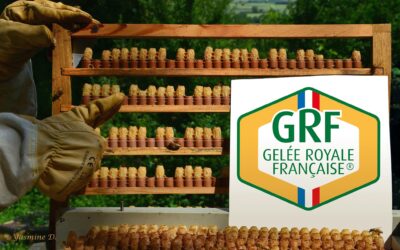 Production de gelée royale – GPGR