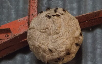 Destruction de nids de guêpes et frelons asiatiques