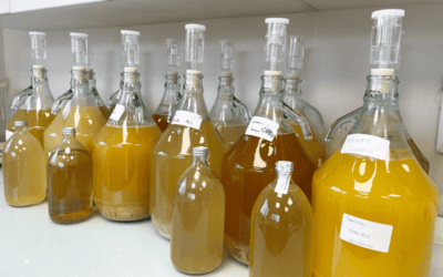 Hydromel artisanal : niveau perfectionnement
